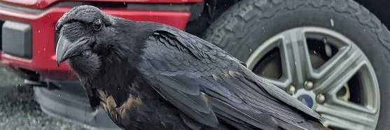 Martin L Martens banner