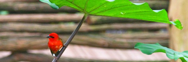 CapCdi Profile Banner