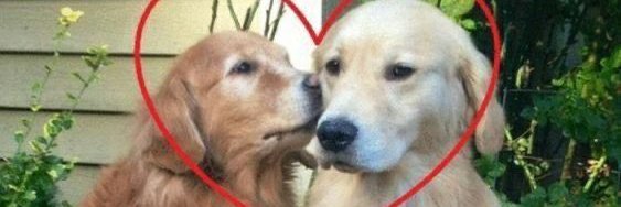 A little fucking chihuahua banner