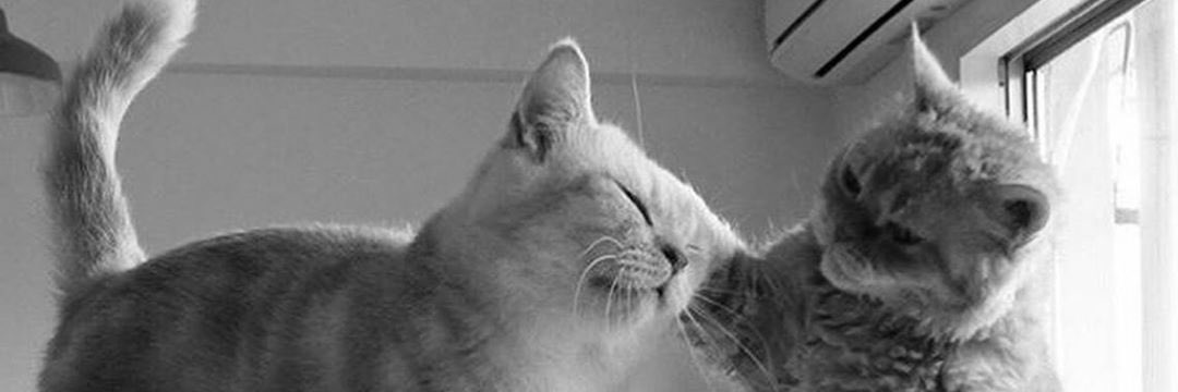 Agashakur's profile banner image