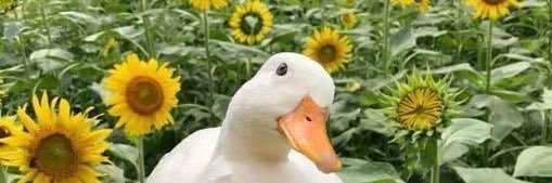Lule 🦆🌻 banner