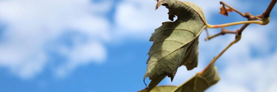 Alucar190's profile banner image