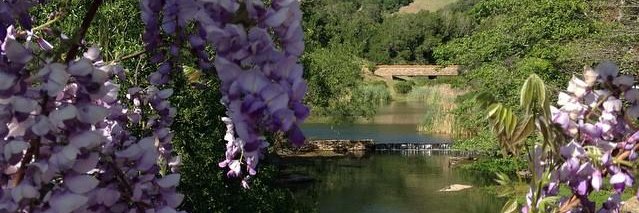 Cindy Johanson banner