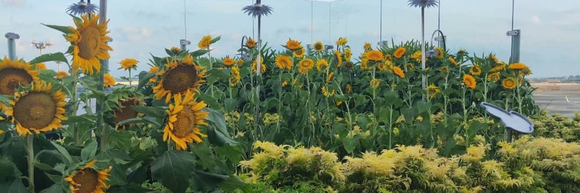 Mary 𓂃✿𓈒𓏸 banner