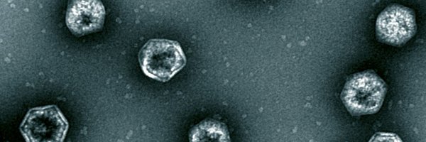 loltrogge Profile Banner