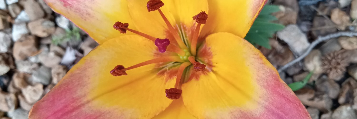 wiggman65's profile banner image