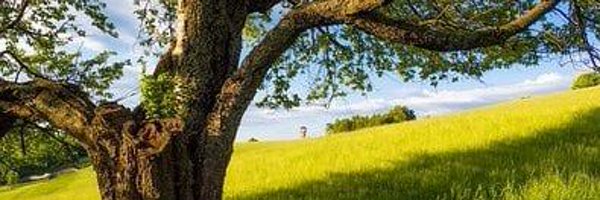 Shyamal83663415 Profile Banner