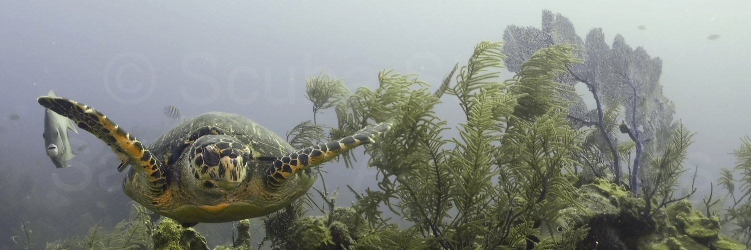 StanleyScuba's profile banner image