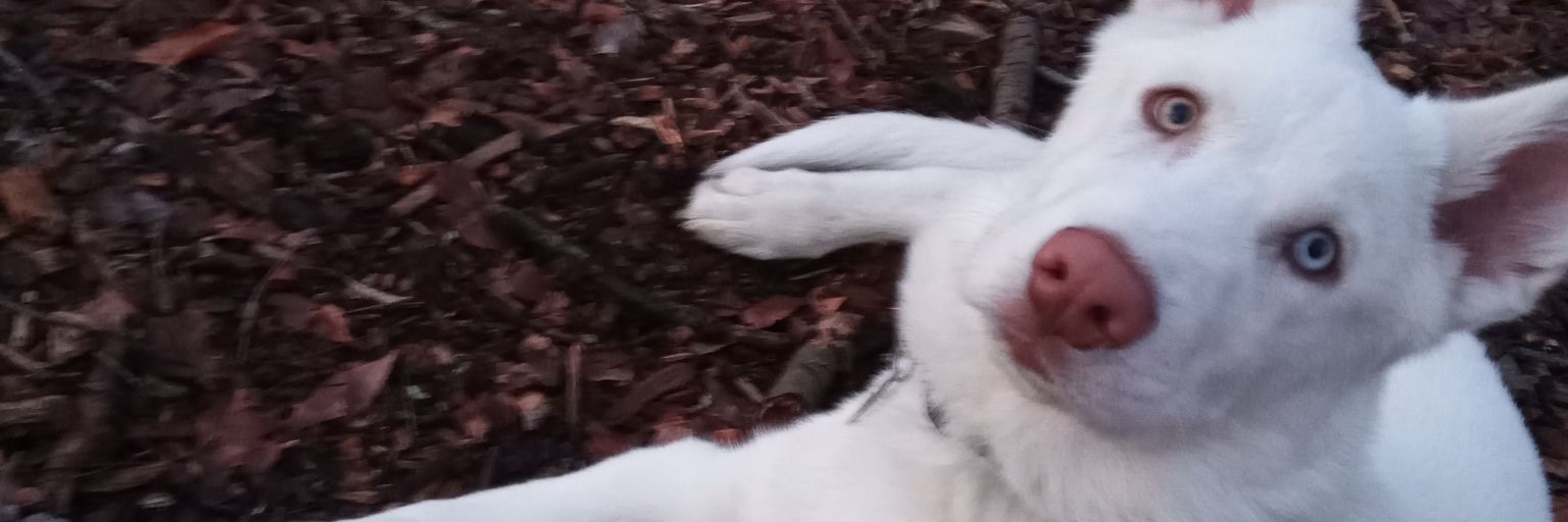 ChayKyles's profile banner image