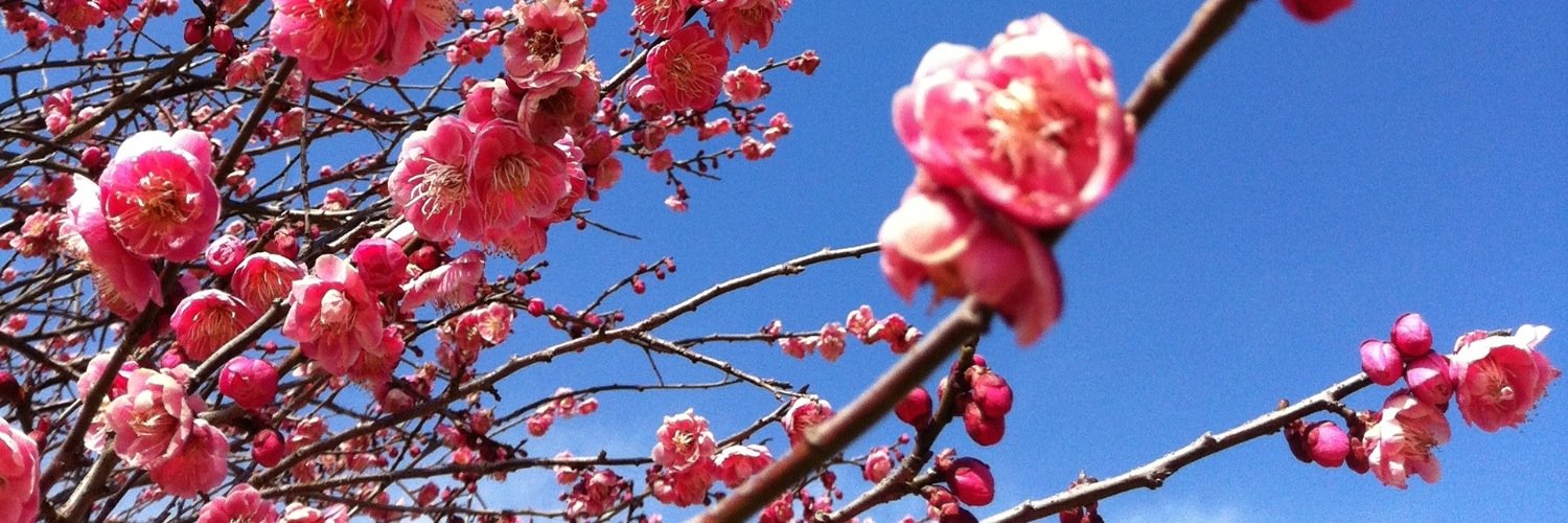 ichigogarin's profile banner image