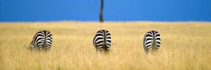 CastroAlexand's profile banner image