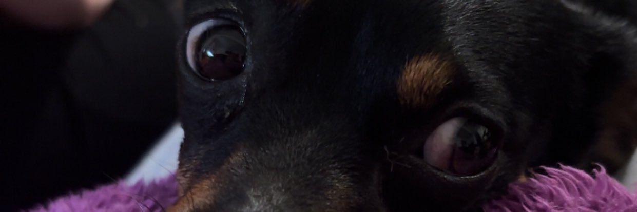 Justinelafitte's profile banner image