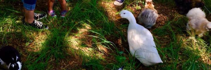 Claudine Gueniot Voz banner