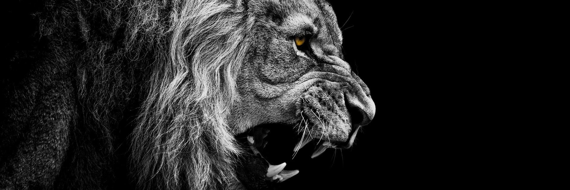 Hollaender's profile banner image