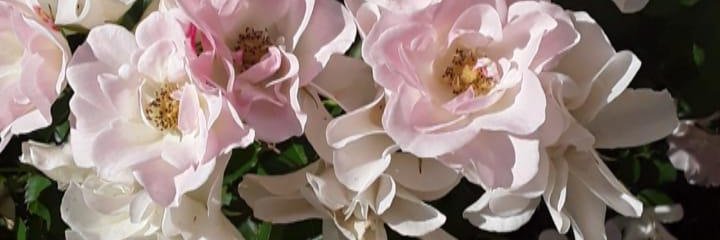ferlindad's profile banner image