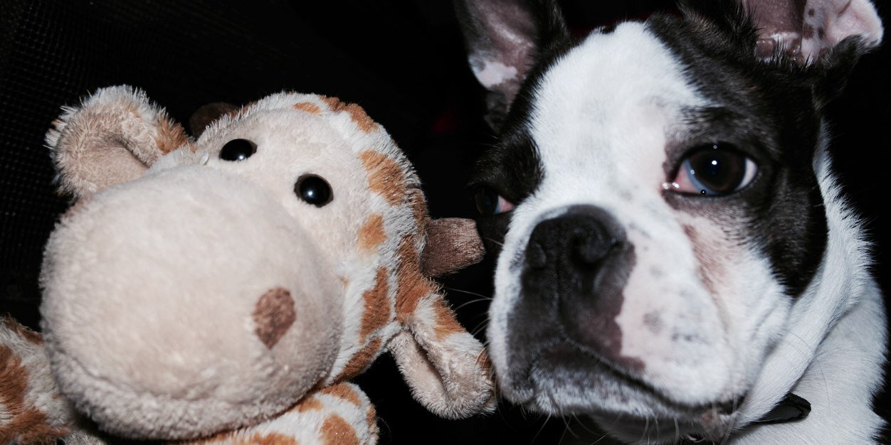 Elvis_Terrier's profile banner image