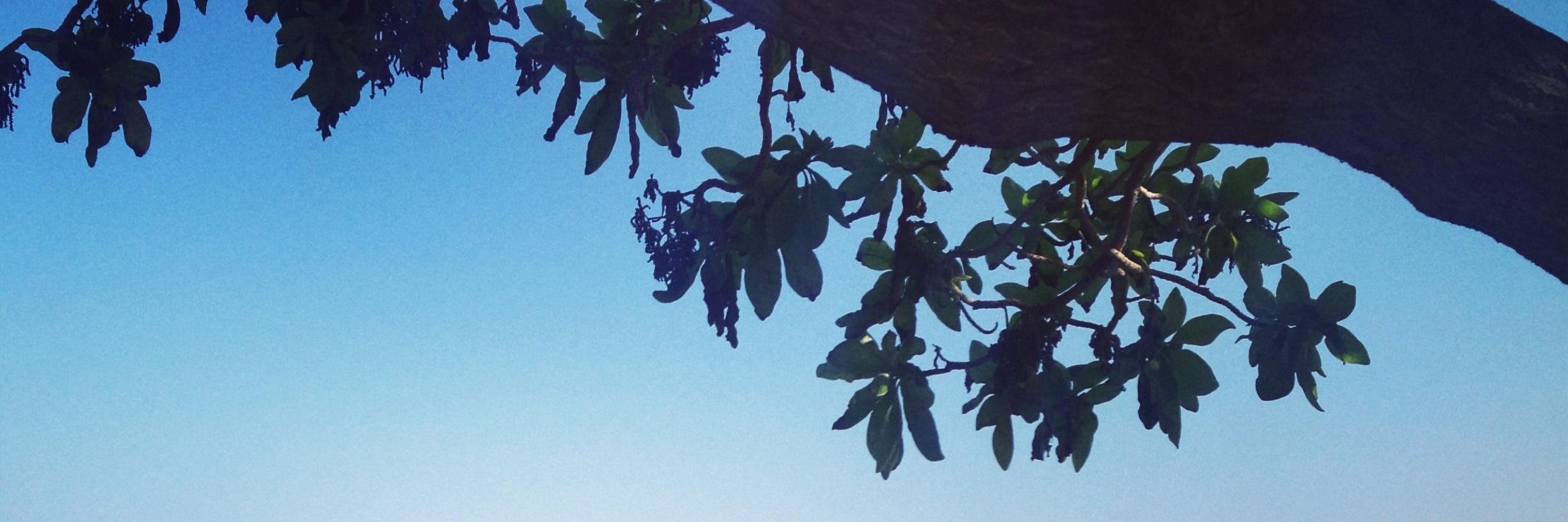 LaMuscarella's profile banner image
