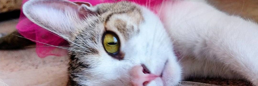 loruamagb's profile banner image