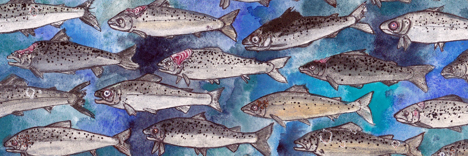 Free Salmon's banner