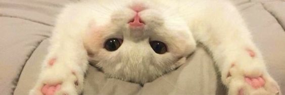 __euphglhf's profile banner image