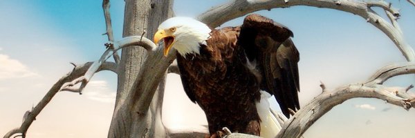 bat52301 Profile Banner