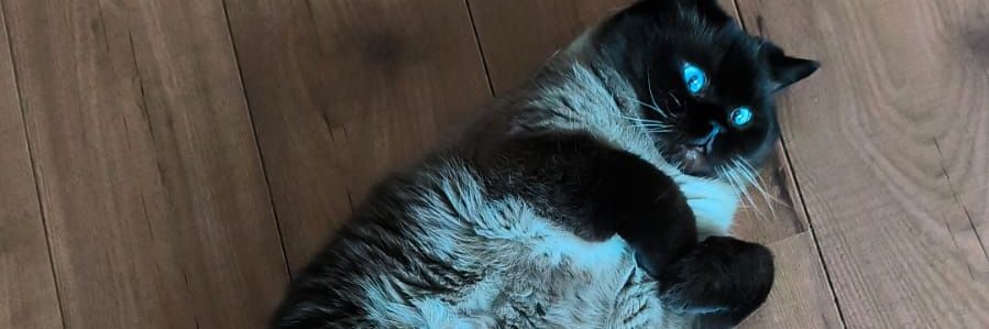 anDREAMjackson's profile banner image