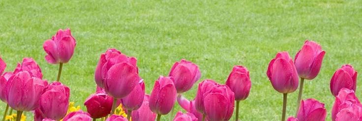 Lush Petals Dreams's banner