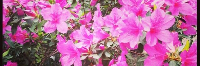 inesmarengo's profile banner image