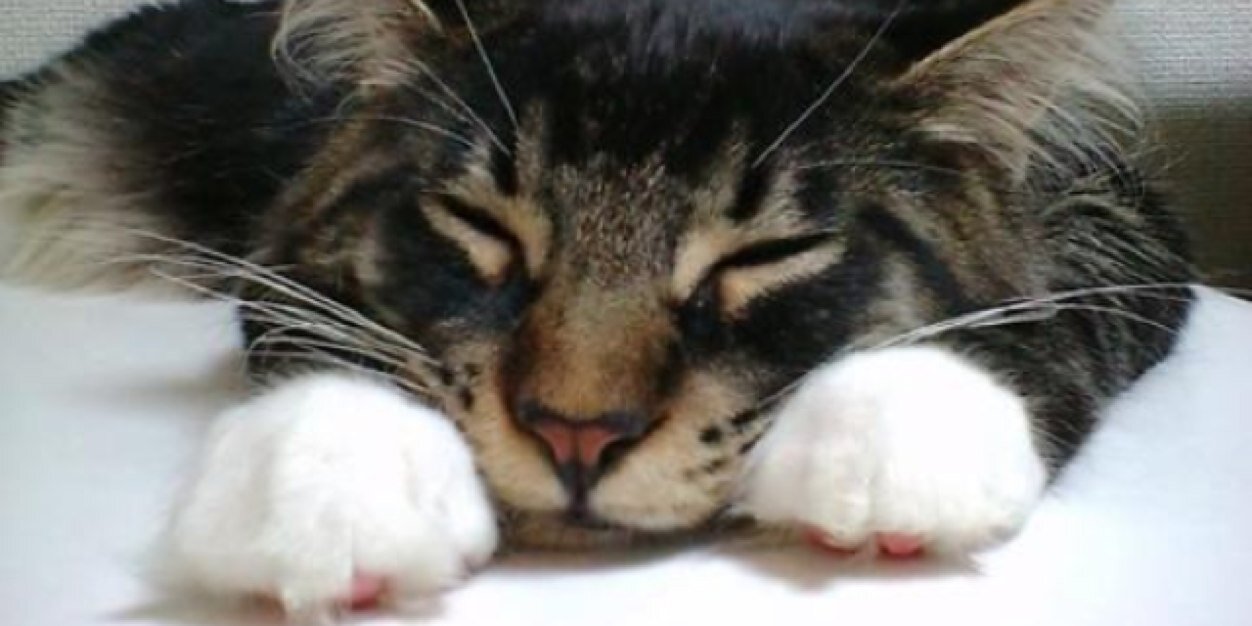 tec4_pets's profile banner image