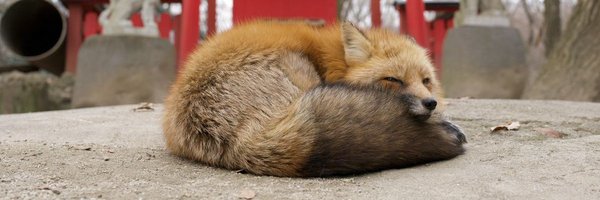 TheFoxLife Profile Banner
