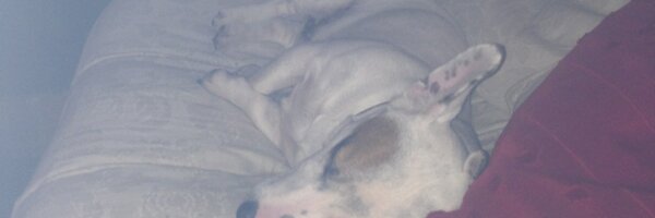 susangault21 Profile Banner