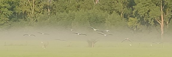 susanna🦕🦖🦜 #33898 banner