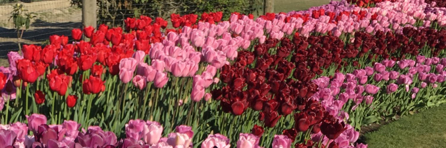 Mrs.Cat 🍊🏴‍☠️ banner