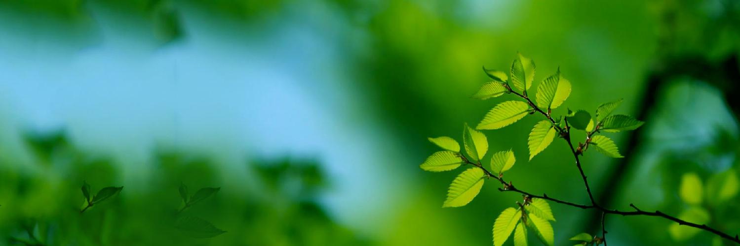 PDXTreeCare's profile banner image