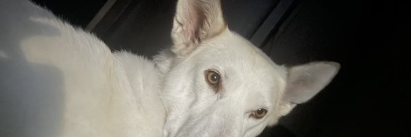 CesarAyaladev Profile Banner