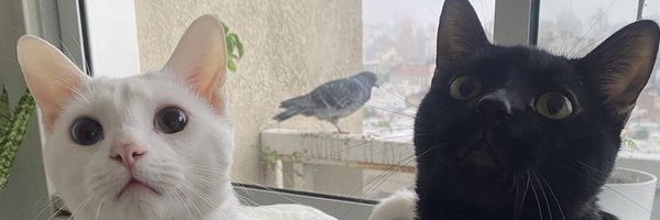 dobnyqn Profile Banner