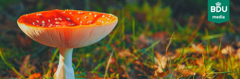 LeusderKrant.nl banner