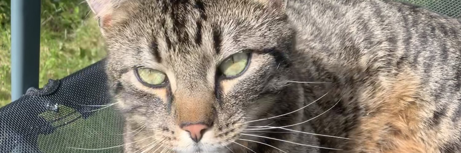 ShyGuy 🏳️‍🌈🍉 banner