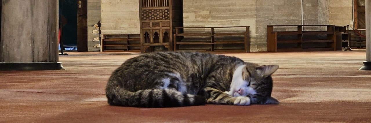 ༄3𝕭𝕣𝕠𝕠♪ banner