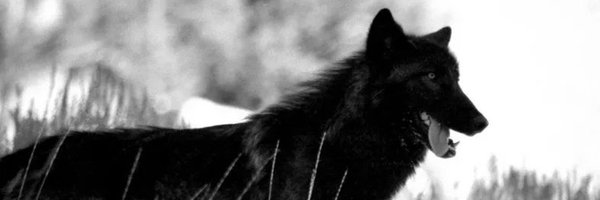 JOJO8526712 Profile Banner