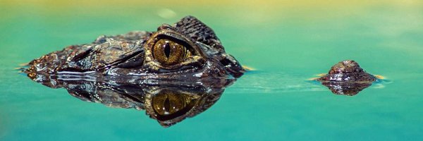 CryptoNhat Profile Banner