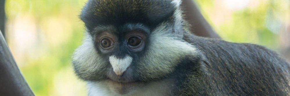 JAYDENS A MONKEY🤑 banner