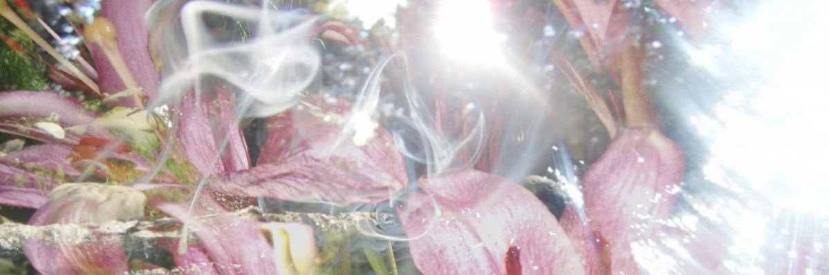 いちご banner