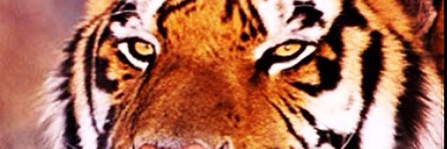 enissefa's profile banner image