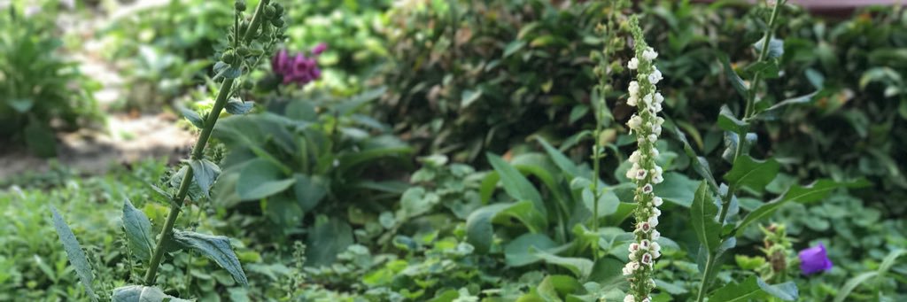 EllenFChevalier's profile banner image