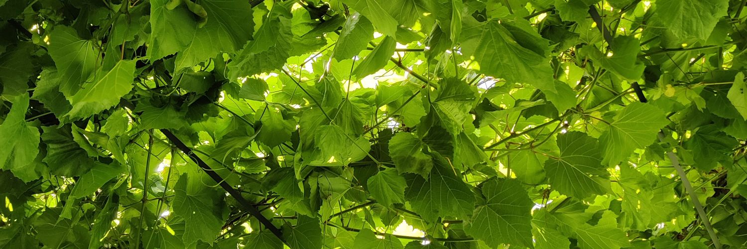 dcarlomagno's profile banner image