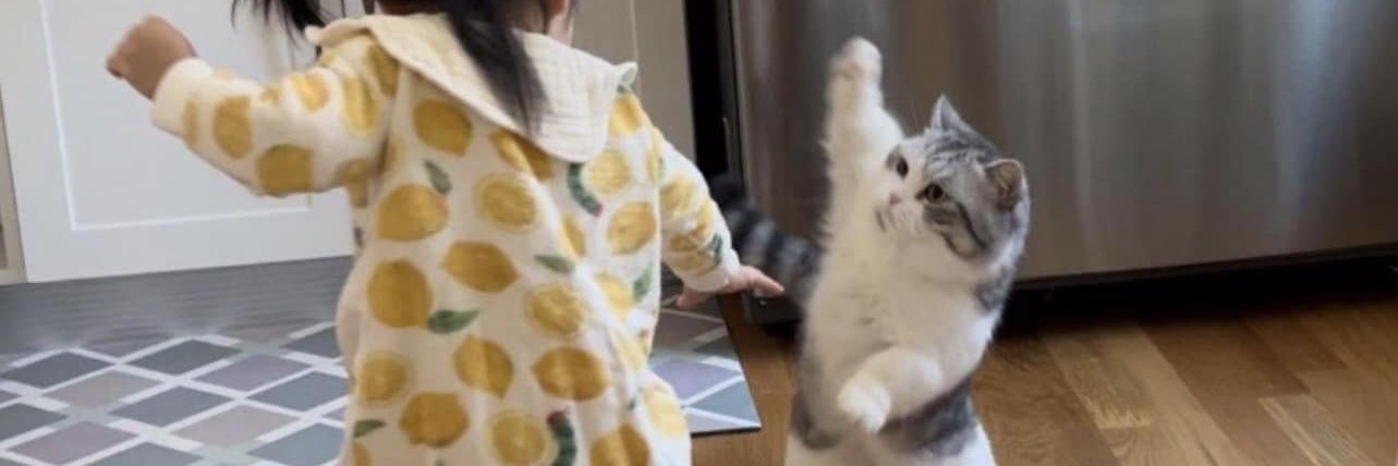 cats daily banner