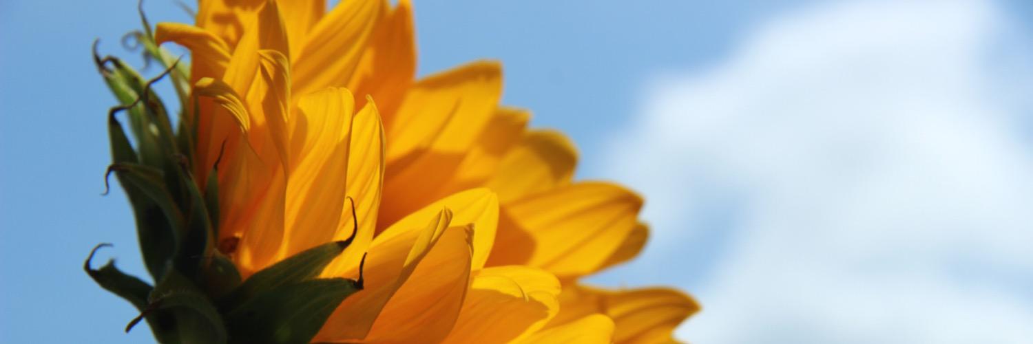 voooojoo's profile banner image