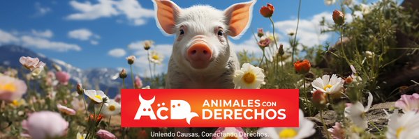 ACD_canal Profile Banner