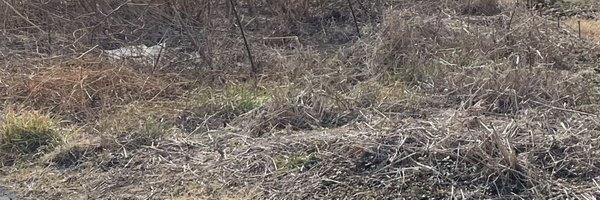 mururumiru Profile Banner